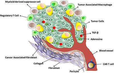 Chimeric Antigen Receptors T Cell Therapy in Solid Tumor: Challenges and Clinical Applications